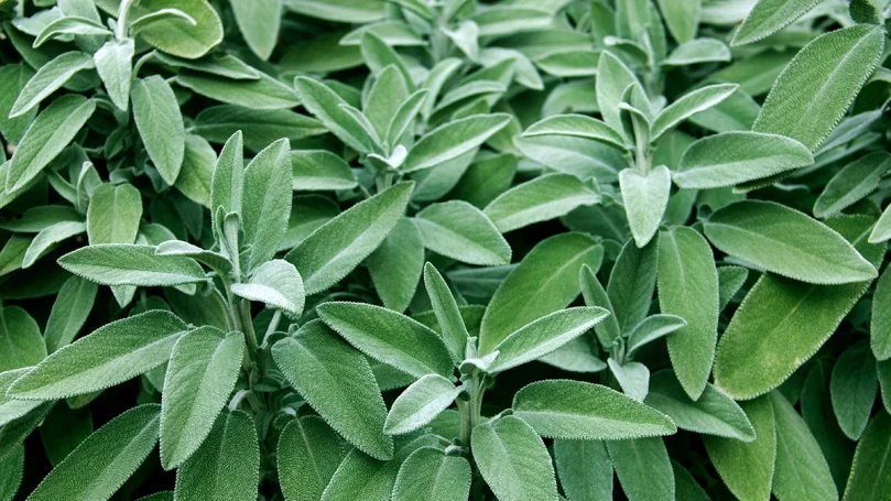 Salvia Officinalis